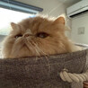迷子の長毛猫♂イクラちゃん約4歳 サムネイル2
