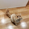迷子の長毛猫♂イクラちゃん約4歳 サムネイル3