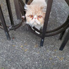 迷子の長毛猫♂イクラちゃん約4歳 サムネイル6