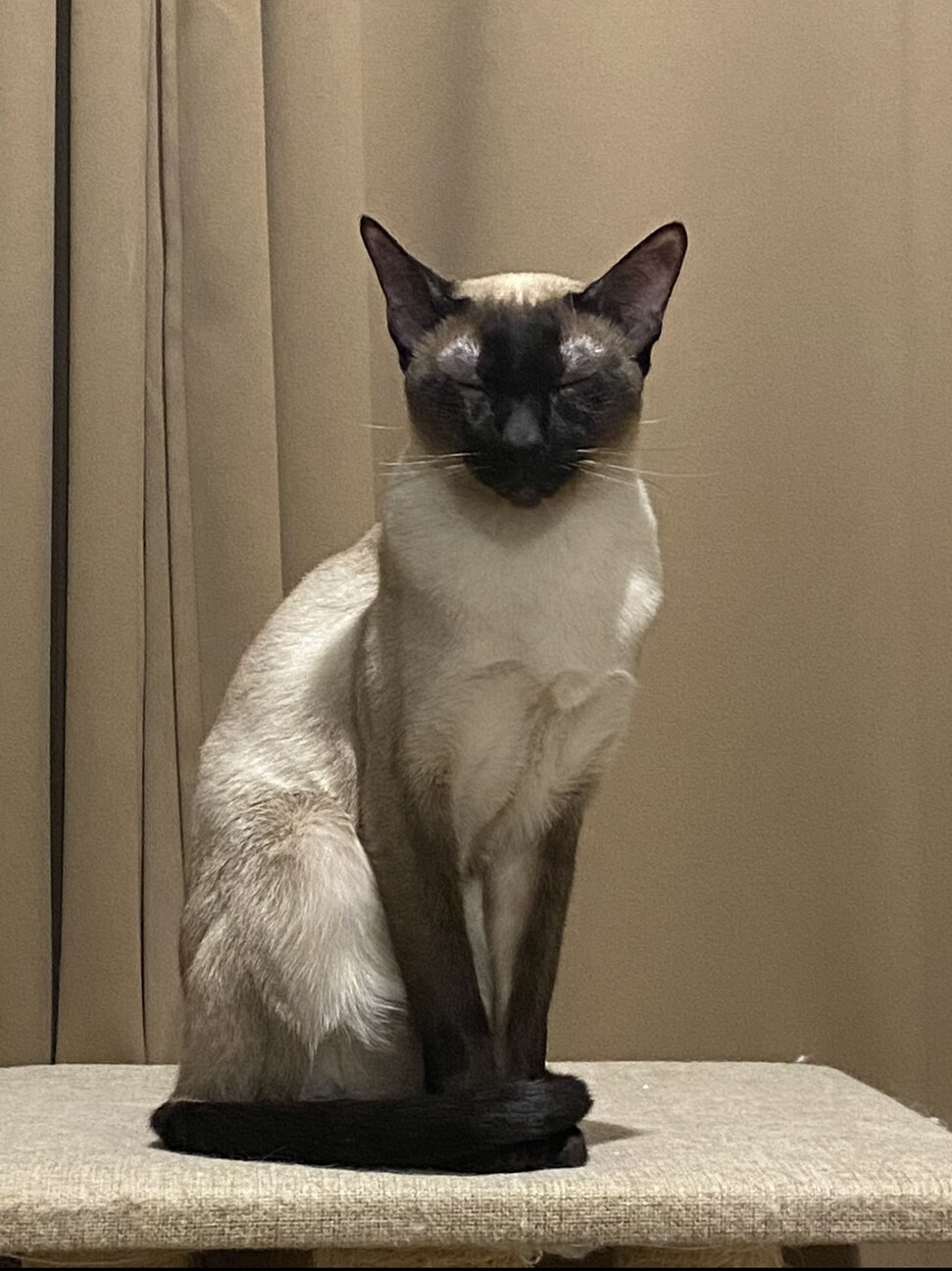 お値下げしました。シャム猫 甘えん坊なシャム猫4歳雄」東京都 - 猫の里親募集(514114) 4