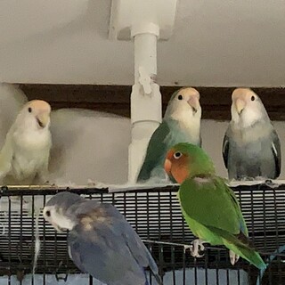 飼い主、体調不良の為、里親を募集致します。