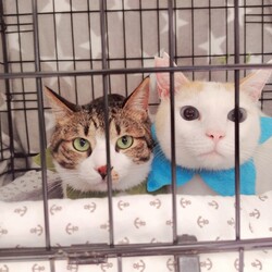 teamしっぽ譲渡会☆大阪府茨木市 サムネイル2