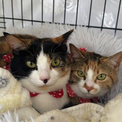 teamしっぽ譲渡会☆大阪府茨木市 サムネイル3