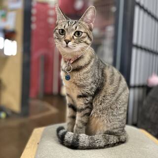 大きなお目目に小顔のうずら