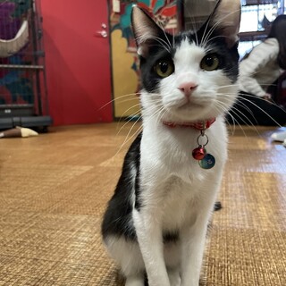 綺麗なハチワレおるちゃん