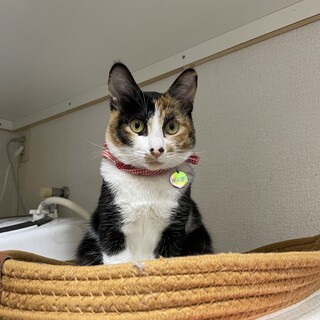 三毛猫のぽんぽちゃん