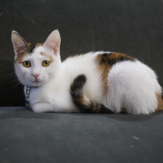 困り顔ナンバーワン☆こゆみ