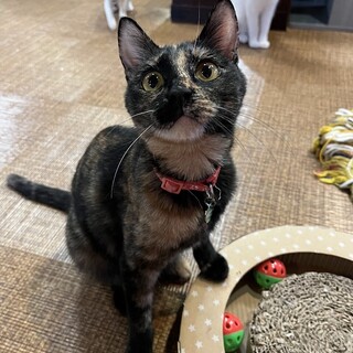 慣れると甘えん坊に☆さびやん