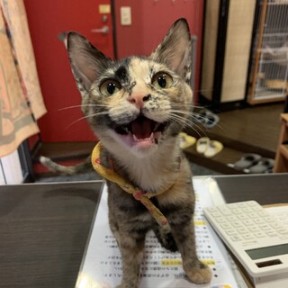 好奇心旺盛なちゃびやん