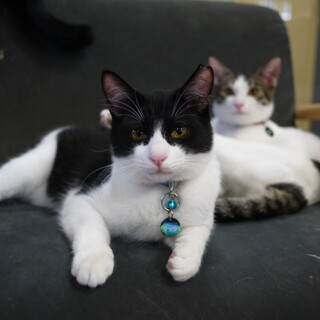 綺麗なハチワレさんりっつ