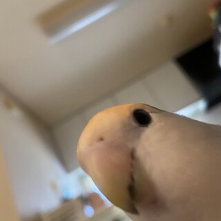 コザクラインコ　4歳　女の子！