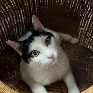 人見知りだけどご飯は大好きなぴっく