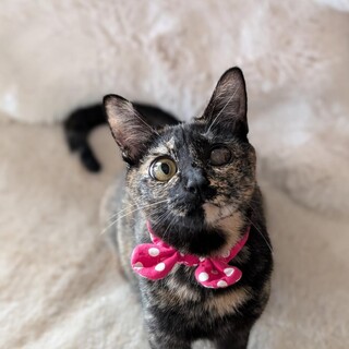 【4/27⭐️泉大津にて譲渡会】参加猫ケイちゃん