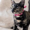 【4/27⭐️泉大津にて譲渡会】参加猫ケイちゃん サムネイル2