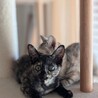 【4/27⭐️泉大津にて譲渡会】参加猫ケイちゃん サムネイル7
