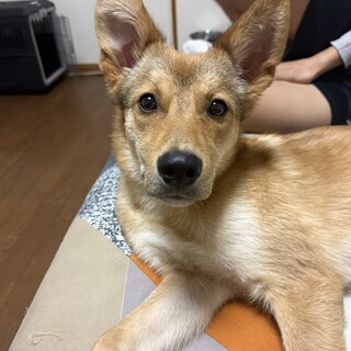 レトリーバー系の懐っこさ　中型犬mix 　男の子　