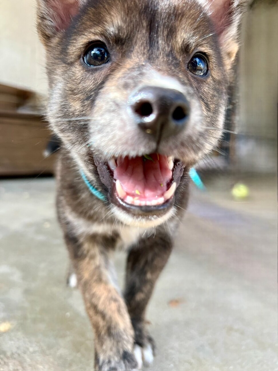 わんこそばくん サムネイル3