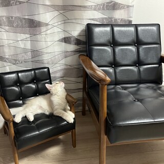 里親決定♡！！10ヶ月サイベリアン男の子