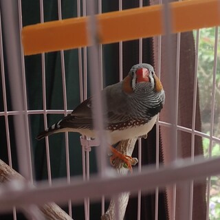 キンカチョウの里親さん募集