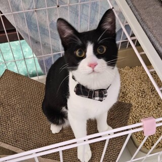 人馴れ抜群やんちゃなクロム君