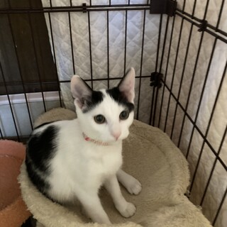 人馴れ抜群なお転婆娘るぅちやん