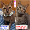 里親決定。若いママ猫かのんちゃん避妊済み サムネイル4