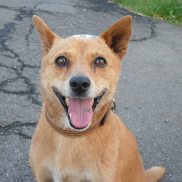 チョコ　いい笑顔！一番好きな顔だよ！