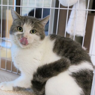 雑種のオスの猫ちゃん