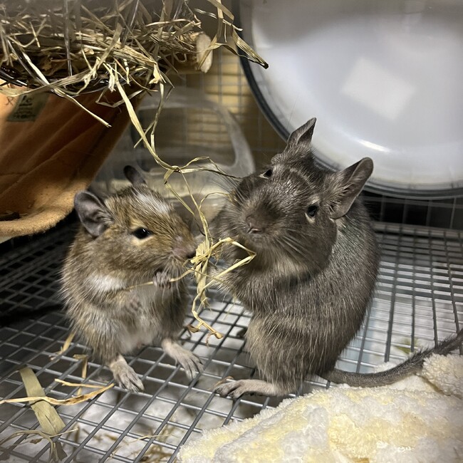 みい1610のカバー写真