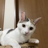可愛いハチワレ三毛ちゃん！ サムネイル2