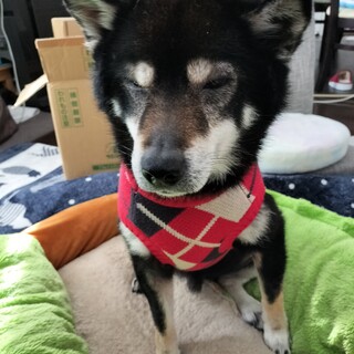 黒柴 間もなく6歳 男の子 