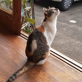 １才子猫里親募集☆メス２匹去勢済☆