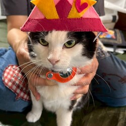 in日進市☆サクラ祭り☆保護猫をオウチに迎えよう2025年4月27日（日）～ちーむにゃいんず