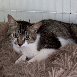 in江南市☆サクラ祭り☆保護猫をオウチに迎えよう☆2025年4月27日（日）～ ちーむにゃいんず