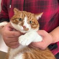 トライアル決定！甘えん坊のチャイ君☆