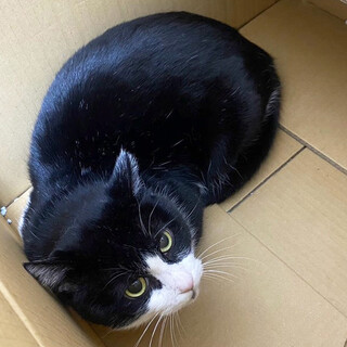 眉間に傷の白黒猫♂半平太約3〜6歳