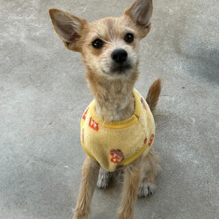 人間に甘えん坊、きゃしゃだけど超元気！ももちゃん