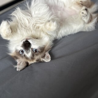 避妊済み　お風呂好き♨️メス猫ちゃん