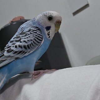 セキセイインコ1歳の里親募集