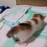 子猫の姉妹 サムネイル2