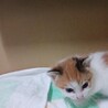子猫の姉妹 サムネイル3