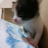 子猫の姉妹 サムネイル4