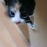子猫の姉妹 サムネイル6
