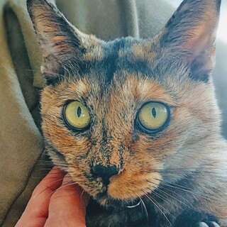 麦わらサビの魅力満載の子「ライチ」