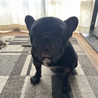 3歳のブンタくんです