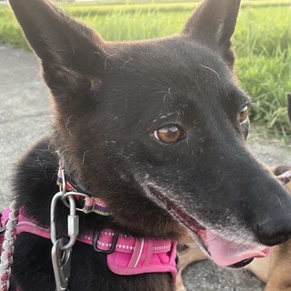 お耳がチャームポイント、穏やかな女の子みみら