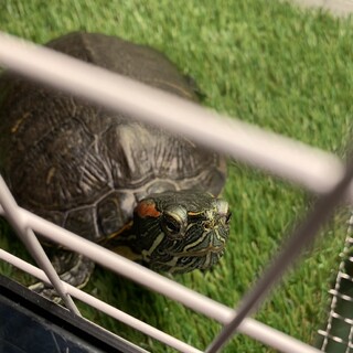 ２０００年生まれのミドリガメ（男の子）