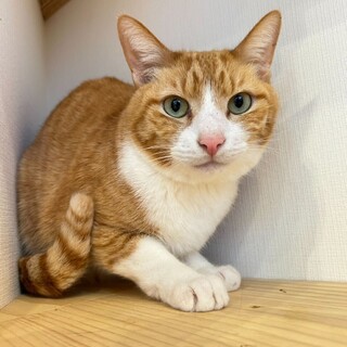 臆病だけど猫も人も大好き！しっぽくん