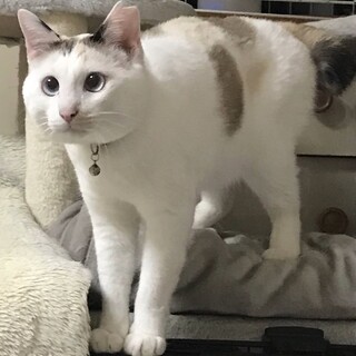 新しいお家をさがしています