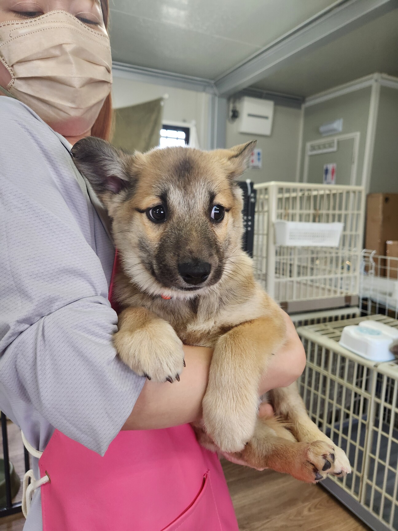 この子を助けてください。」愛知県 - 犬の里親募集(514199) :: ペット